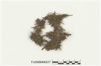 藏品(薄壁卷柏苔)的圖片